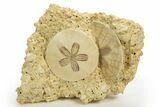 Two Fossil Sand Dollars (Scutella) - France #317755-1